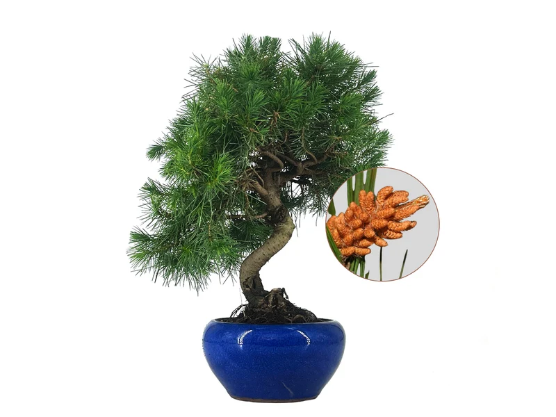 Bonsái Pinus Halepensis – Pino Carrasco 9 Años
