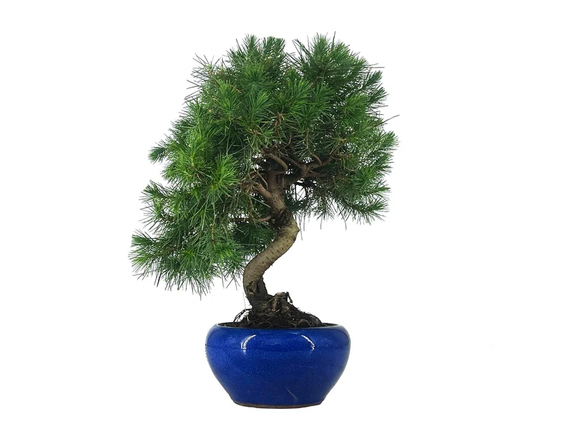 Bonsái Pinus Halepensis – Pino Carrasco 9 Años