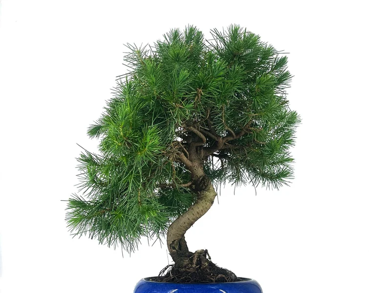 Bonsái Pinus Halepensis – Pino Carrasco 9 Años