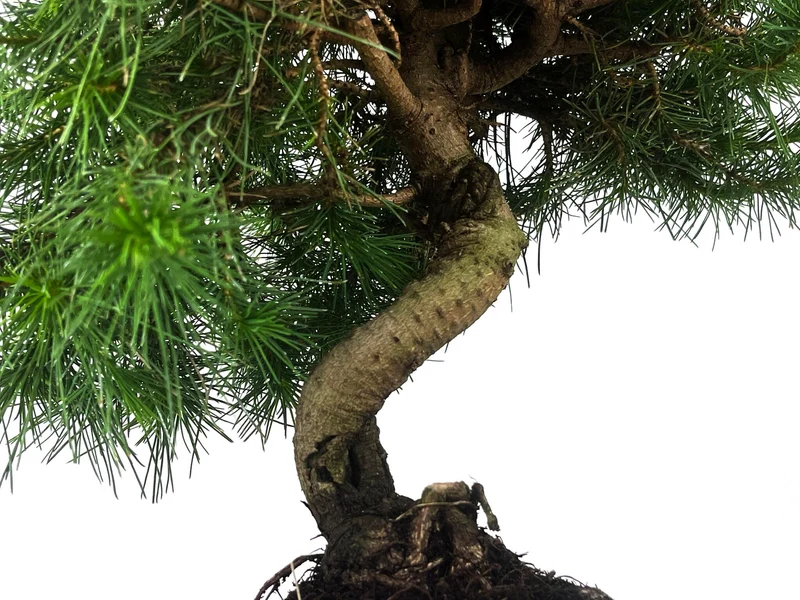 Bonsái Pinus Halepensis – Pino Carrasco 9 Años