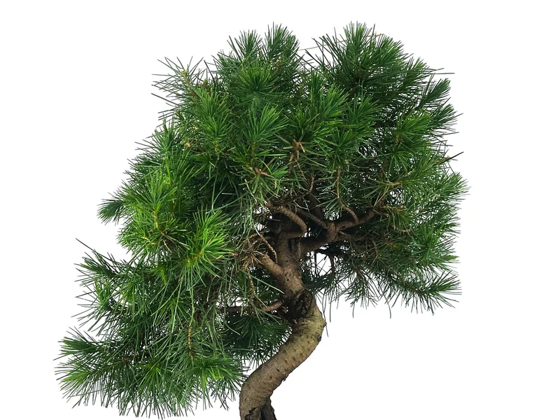 Bonsái Pinus Halepensis – Pino Carrasco 9 Años