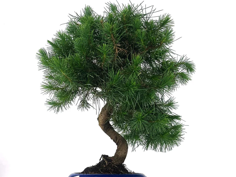 Bonsái Pinus Halepensis – Pino Carrasco 9 Años