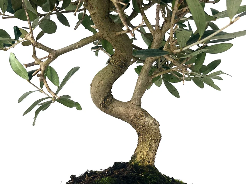 Bonsái Olea Europea – Olivo 10 Años