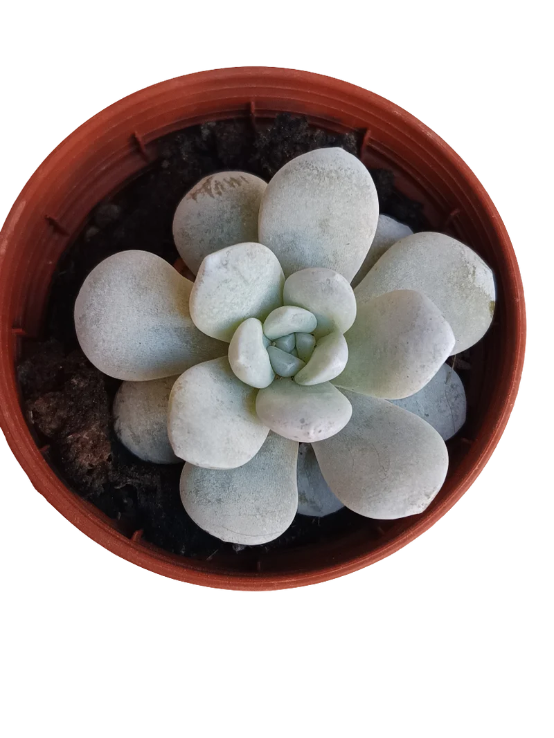 Echeveria Laui Planta Suculenta Ø5