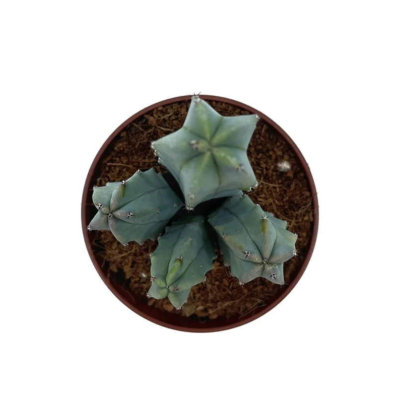 Myrtillocactus-geometrizans Cactus Y Suculentas M8,5 cm Ø