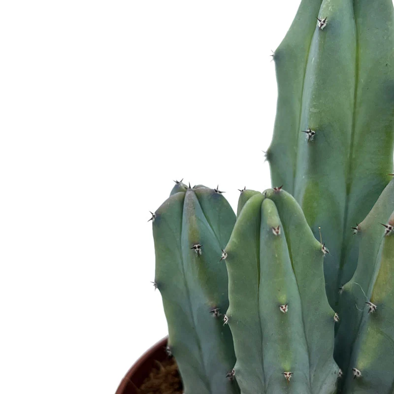 Myrtillocactus-geometrizans Cactus Y Suculentas M8,5 cm Ø