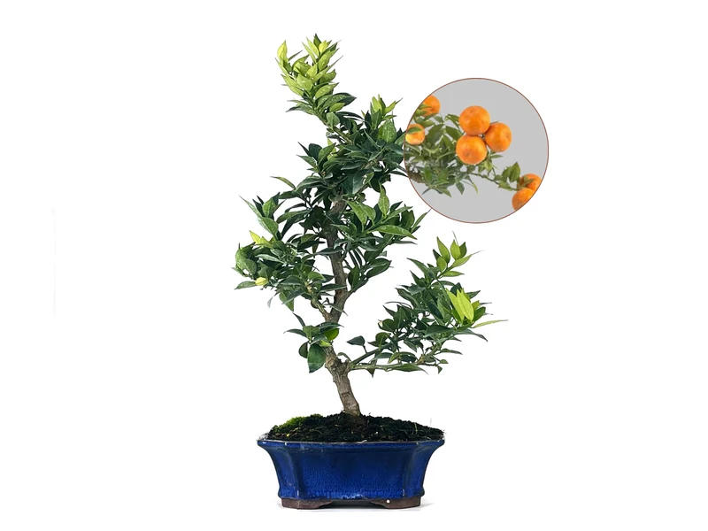 Bonsái Citrus Myrtifolia – Naranjo 9 Años