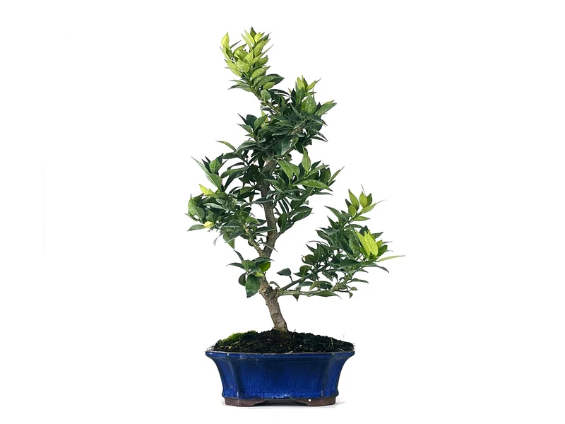Bonsái Citrus Myrtifolia – Naranjo 9 Años