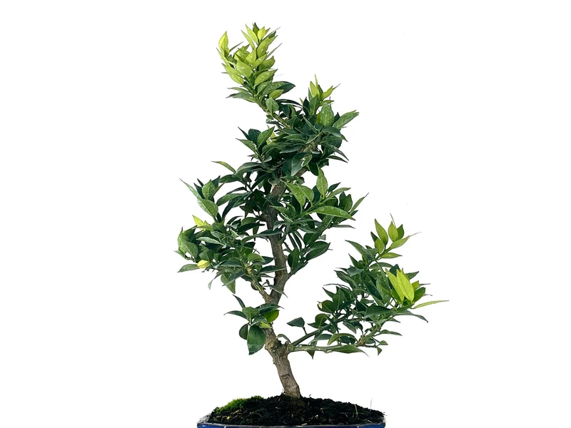 Bonsái Citrus Myrtifolia – Naranjo 9 Años