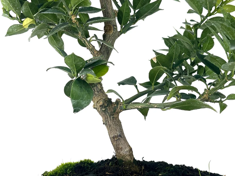 Bonsái Citrus Myrtifolia – Naranjo 9 Años
