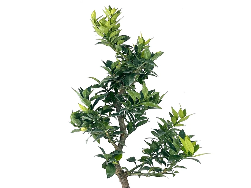 Bonsái Citrus Myrtifolia – Naranjo 9 Años