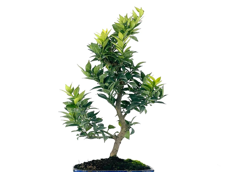 Bonsái Citrus Myrtifolia – Naranjo 9 Años