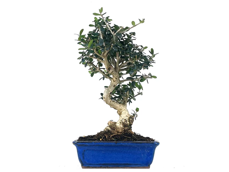 Bonsái Olea Europea Sylvestris – Acebuche 8 Años