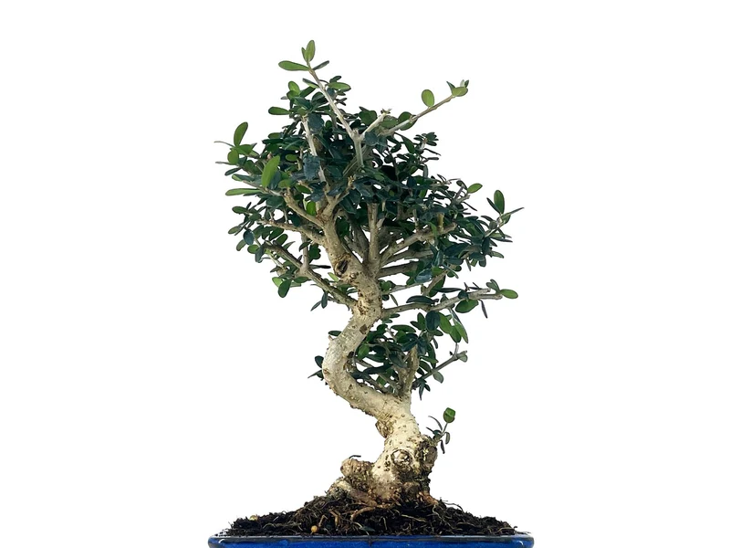 Bonsái Olea Europea Sylvestris – Acebuche 8 Años