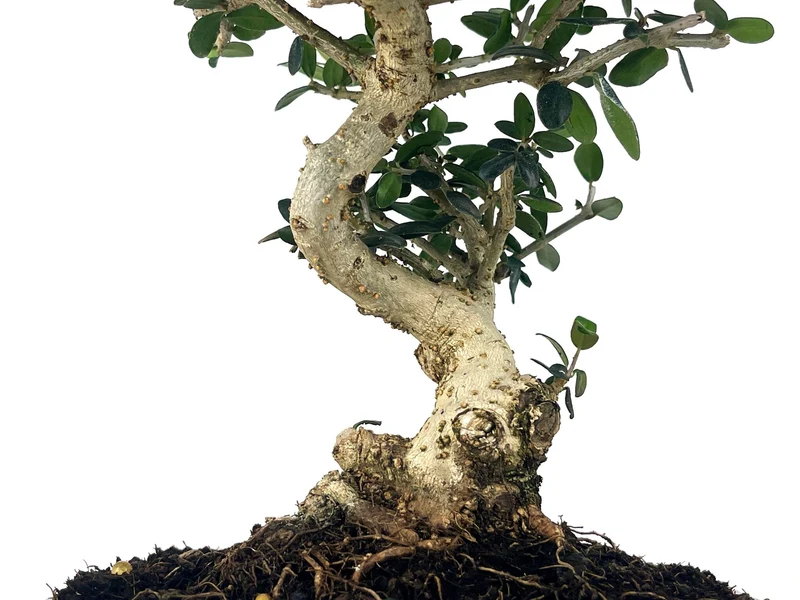 Bonsái Olea Europea Sylvestris – Acebuche 8 Años