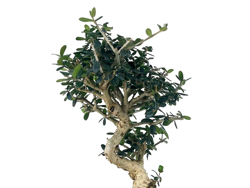 Bonsái Olea Europea Sylvestris – Acebuche 8 Años
