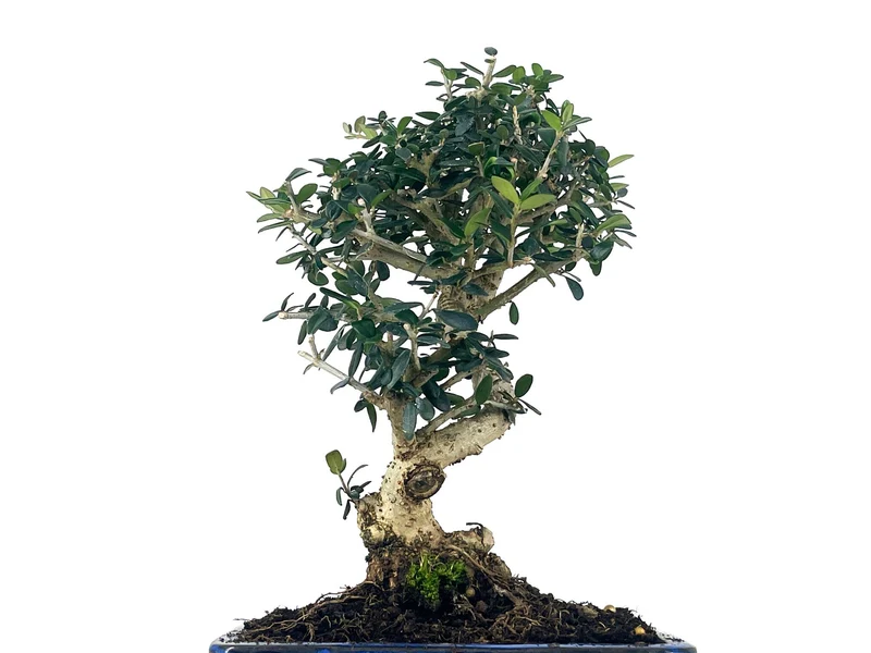 Bonsái Olea Europea Sylvestris – Acebuche 8 Años