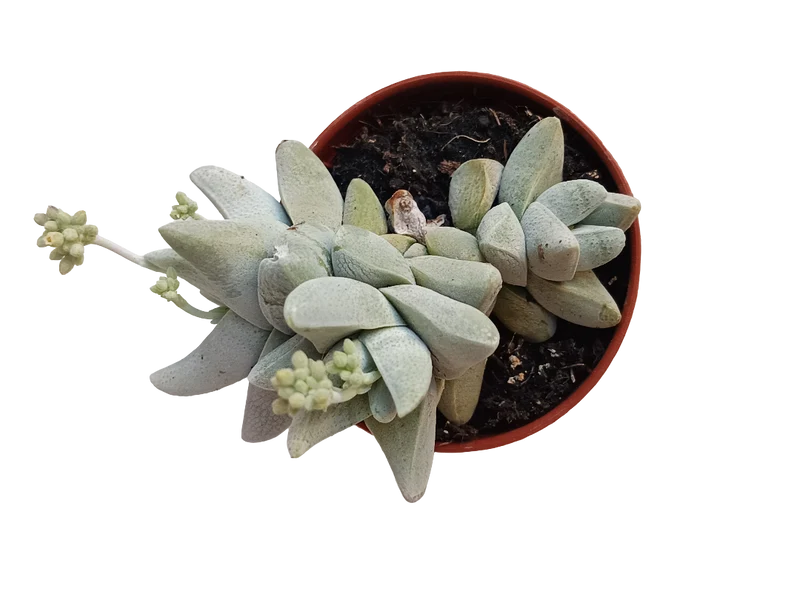 Crassula Cornuta Planta Suculenta Ø5