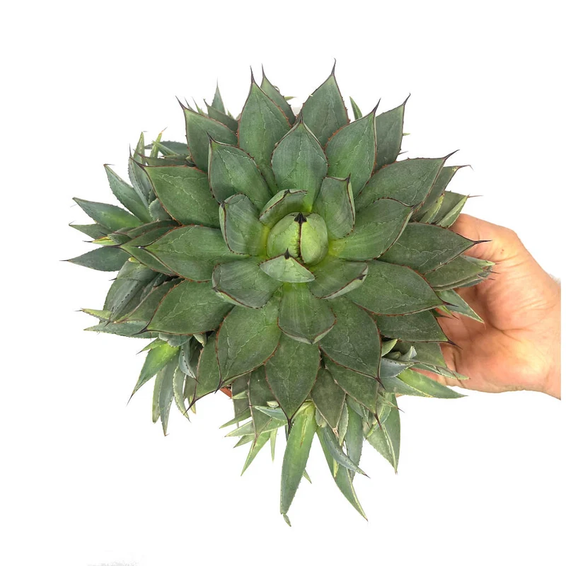 Agave Filifera Isthmensis T20 30cm