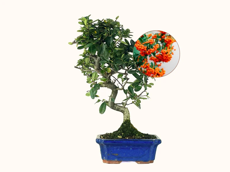 Bonsái Pyracantha – Espino De Fuego 9 Años