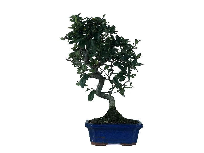 Bonsái Pyracantha – Espino De Fuego 9 Años