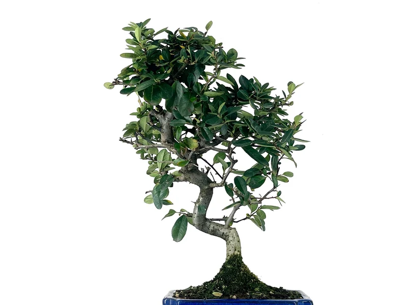 Bonsái Pyracantha – Espino De Fuego 9 Años