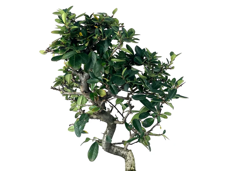 Bonsái Pyracantha – Espino De Fuego 9 Años