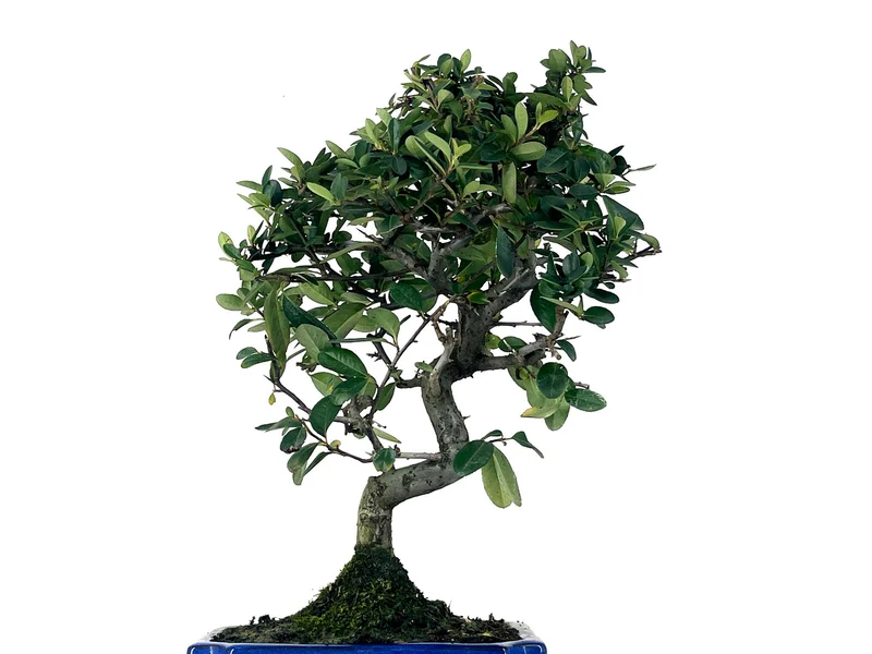 Bonsái Pyracantha – Espino De Fuego 9 Años