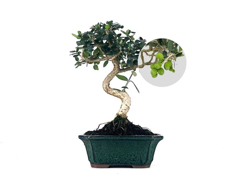 Bonsái Olea Europea Sylvestris – Acebuche 7 Años