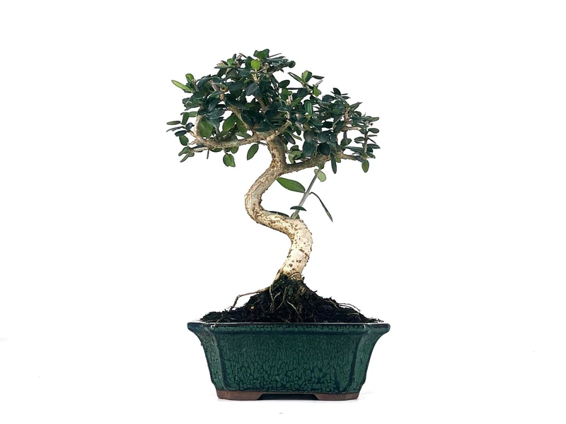 Bonsái Olea Europea Sylvestris – Acebuche 7 Años