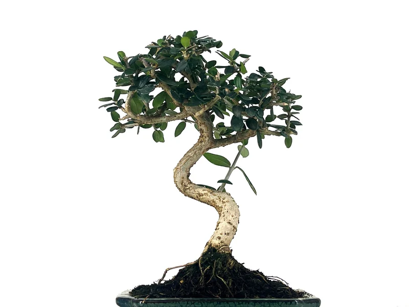 Bonsái Olea Europea Sylvestris – Acebuche 7 Años