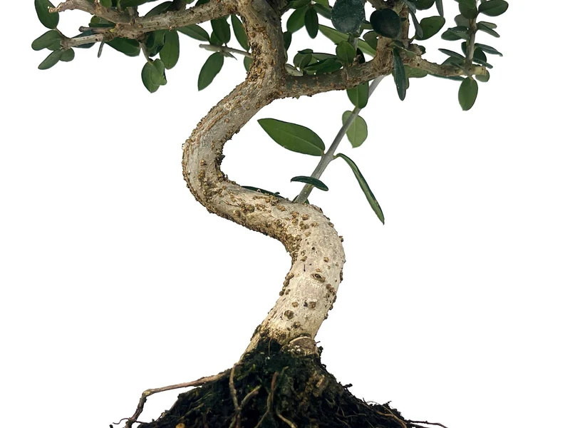 Bonsái Olea Europea Sylvestris – Acebuche 7 Años
