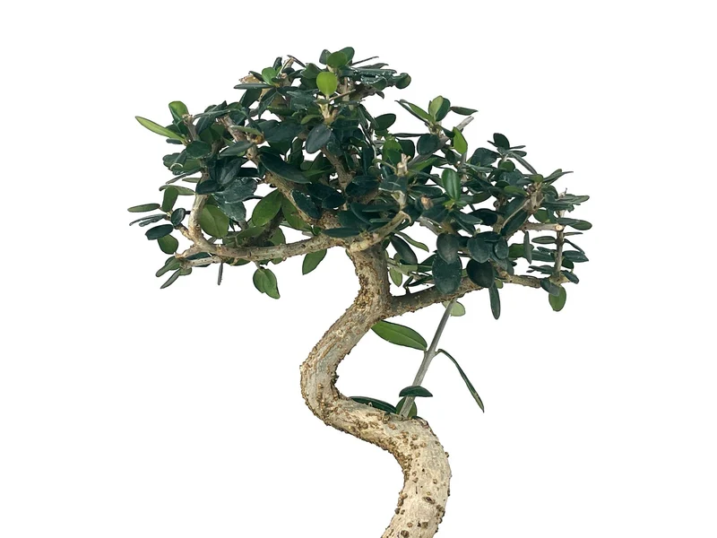 Bonsái Olea Europea Sylvestris – Acebuche 7 Años