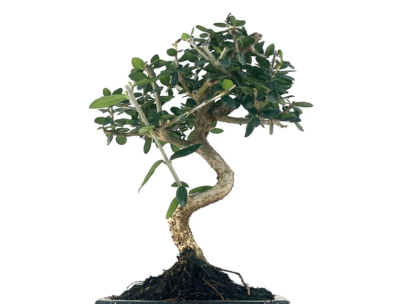 Bonsái Olea Europea Sylvestris – Acebuche 7 Años