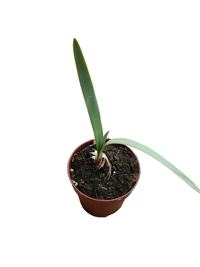 Strumaria Truncata Planta Suculenta Bulbosa Rara Ø8