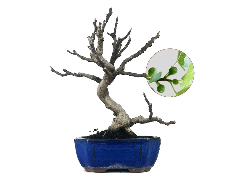 Bonsái Ficus Carica – Higuera 9 Años