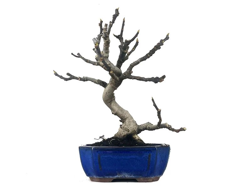 Bonsái Ficus Carica – Higuera 9 Años