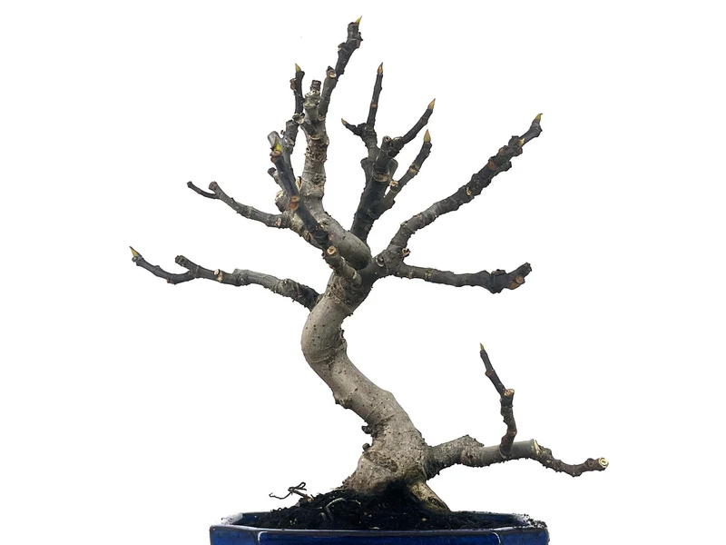 Bonsái Ficus Carica – Higuera 9 Años