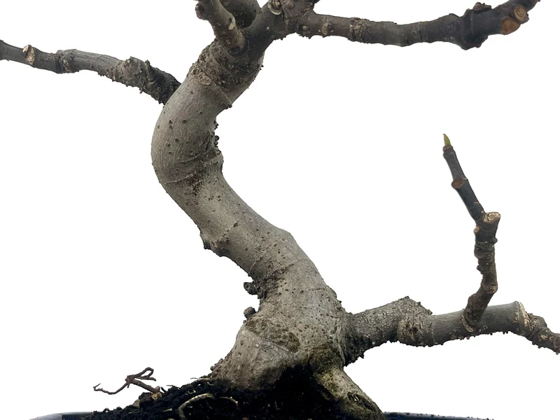 Bonsái Ficus Carica – Higuera 9 Años