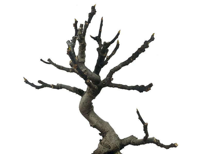 Bonsái Ficus Carica – Higuera 9 Años