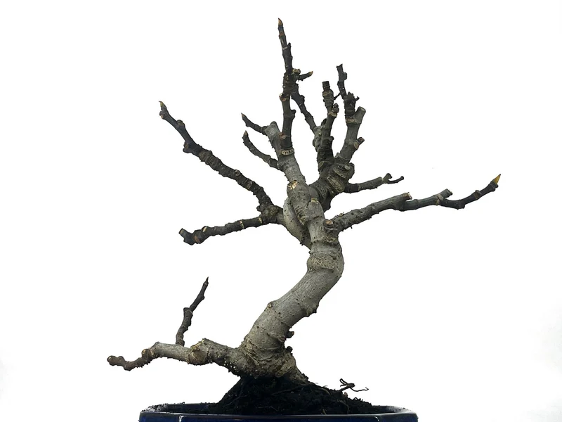 Bonsái Ficus Carica – Higuera 9 Años
