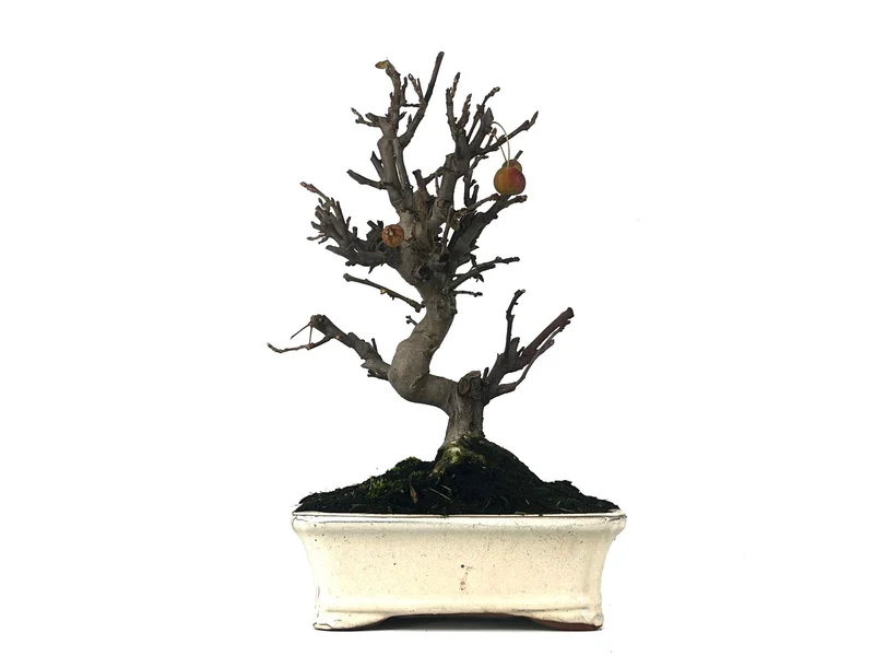 Bonsái Malus – Manzano 10 Años
