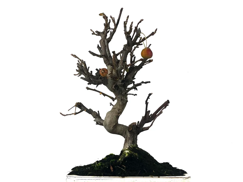 Bonsái Malus – Manzano 10 Años