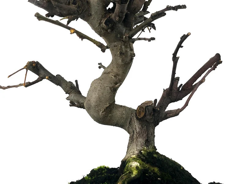Bonsái Malus – Manzano 10 Años