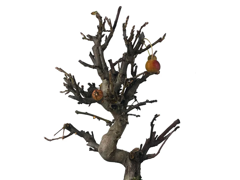 Bonsái Malus – Manzano 10 Años
