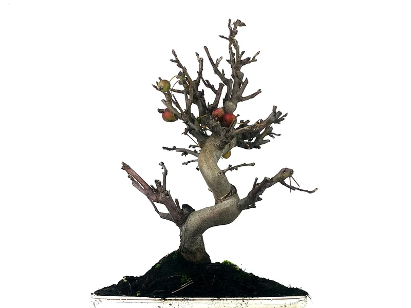 Bonsái Malus – Manzano 10 Años