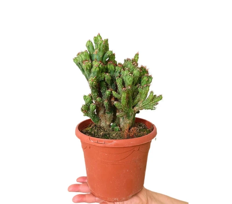 Cereus Peruvianus Monstruoso M17