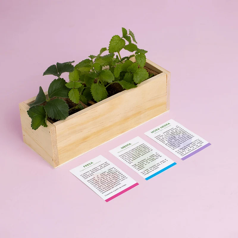 Kit Autocultivo Postres Fresa, Menta y Mora | Ideal para Repostería y Smoothies - Resetea