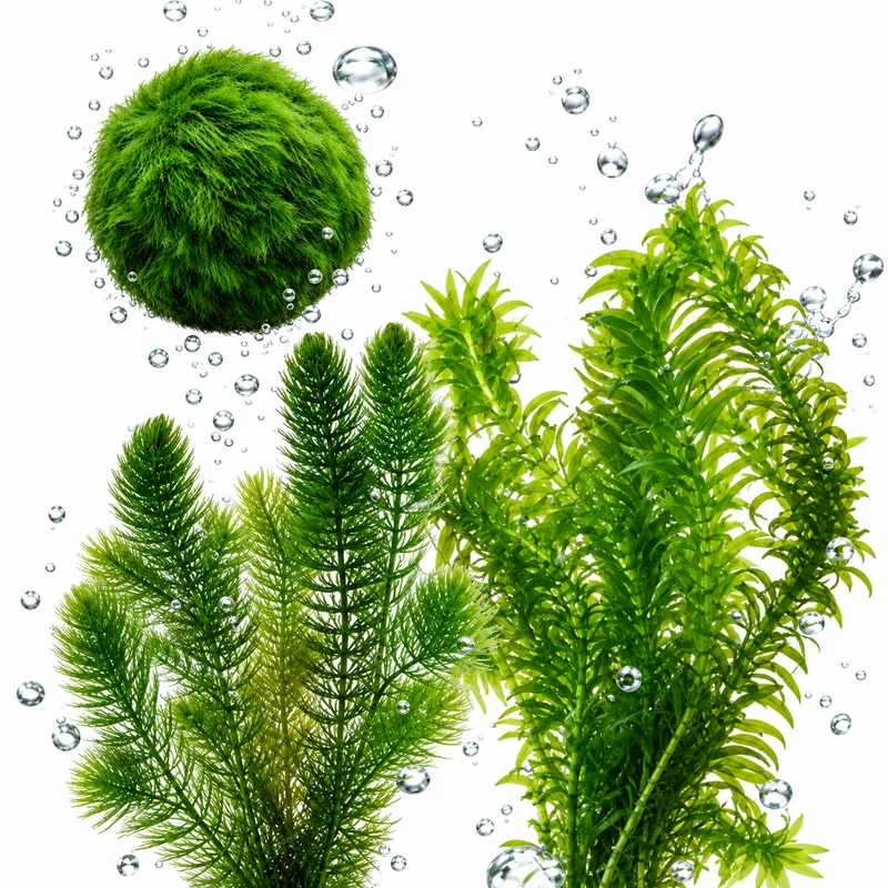 Set Plantas Oxigenadoras Estanque 500-1.250 L - Contra Algas Y Agua Verde
