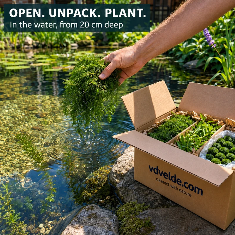 Set Plantas Oxigenadoras Estanque 500-1.250 L - Contra Algas Y Agua Verde